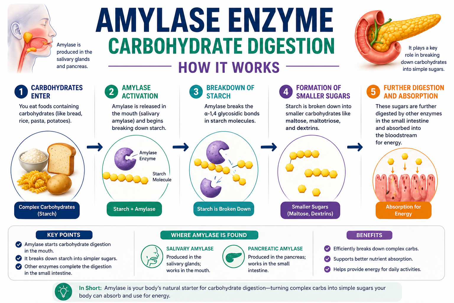 Amylase Enzyme Carbohydrate Digestion How It Works