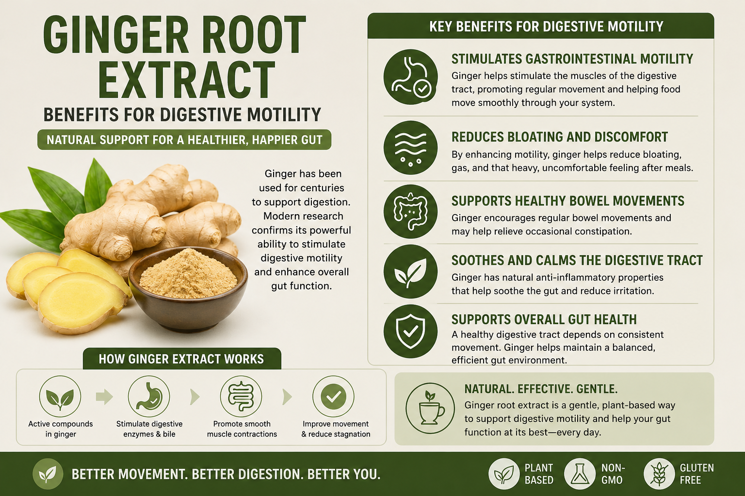 Ginger Root Extract Benefits for Digestive Motility: The Complete Science-Backed Guide