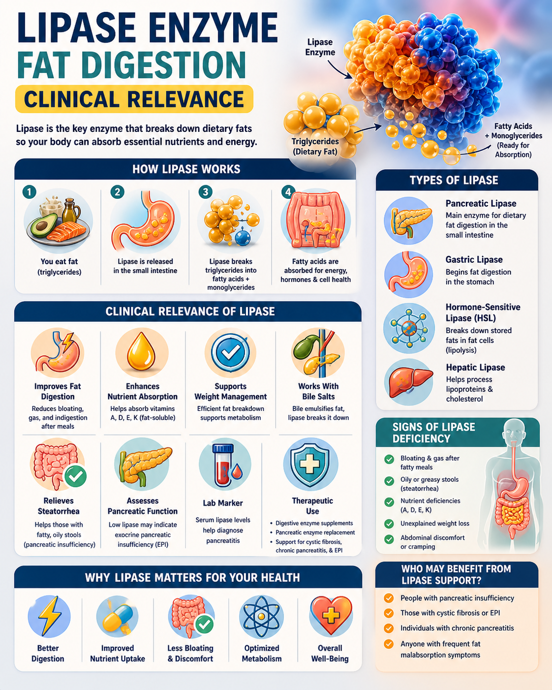 Lipase Enzyme Fat Digestion Clinical Relevance