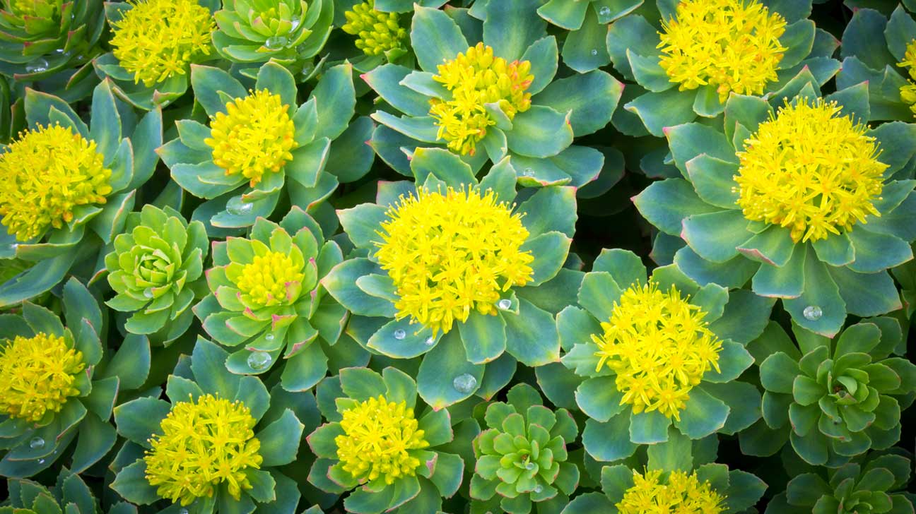 Rhodiola Rosea 3% Rosavins Research
