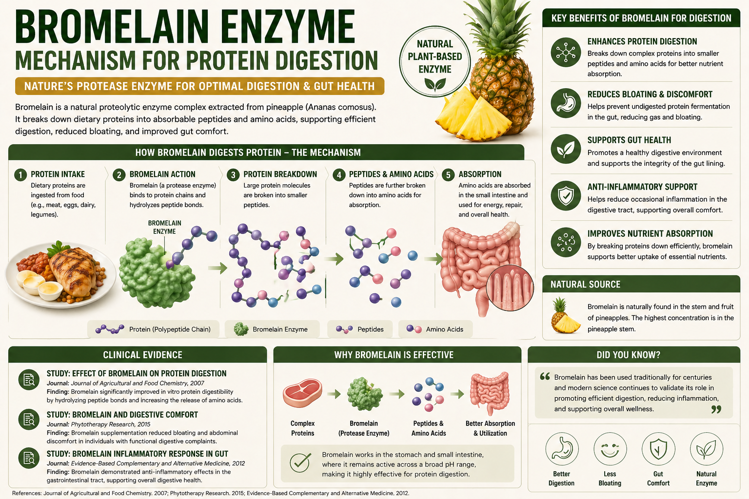 Bromelain Enzyme Mechanism For Protein Digestion