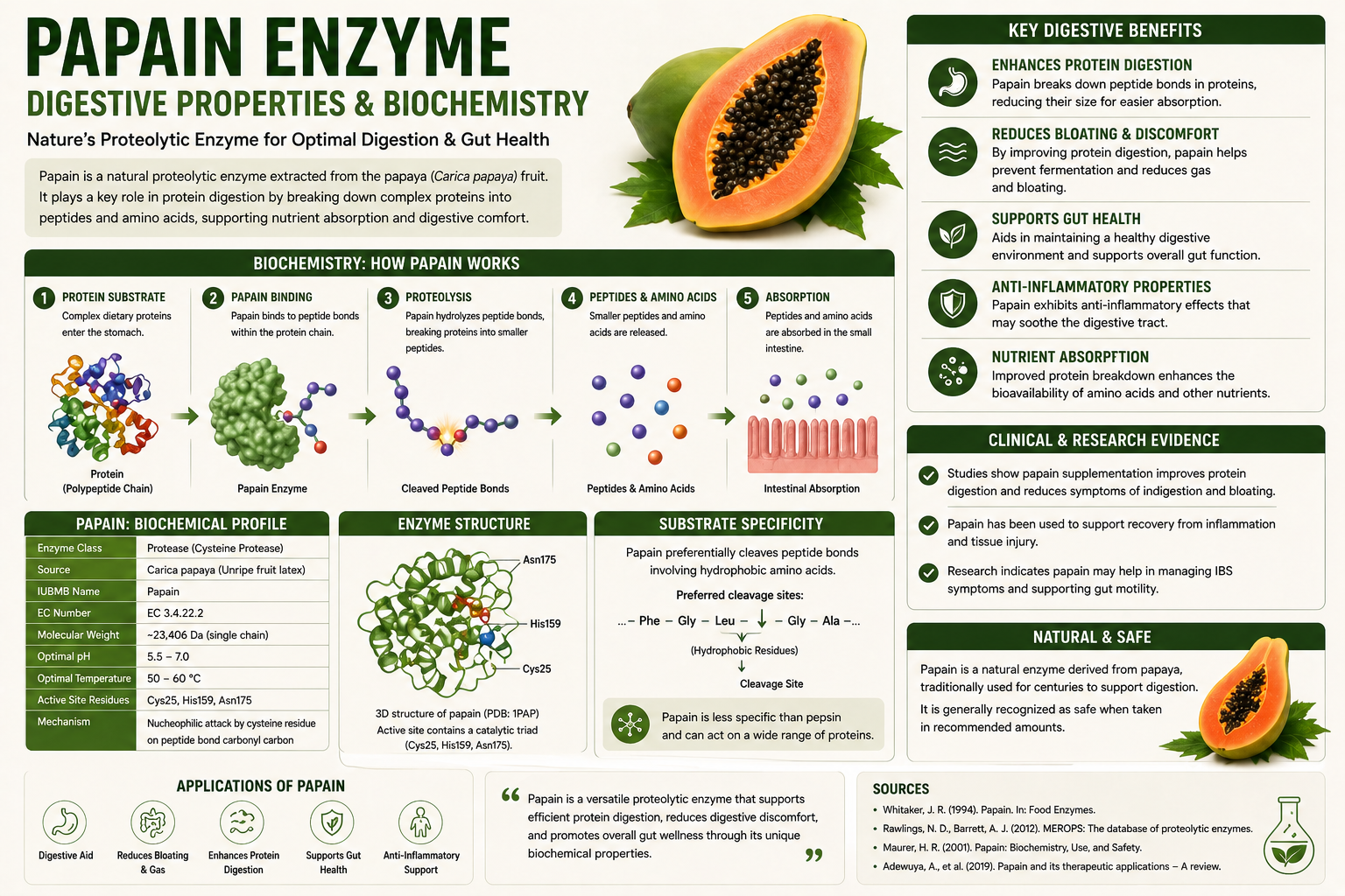 Papain Enzyme Digestive Properties Biochemistry