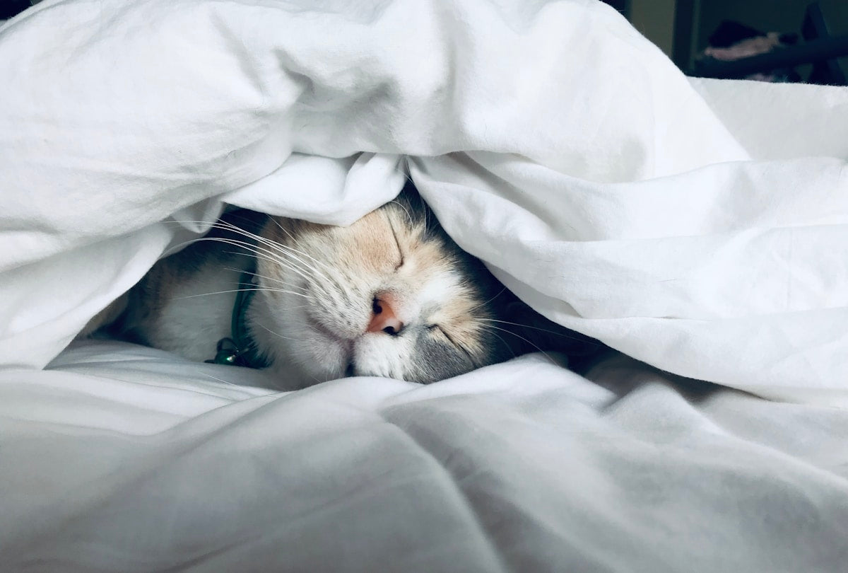Why Am I So Tired Even After Sleeping 8 Hours