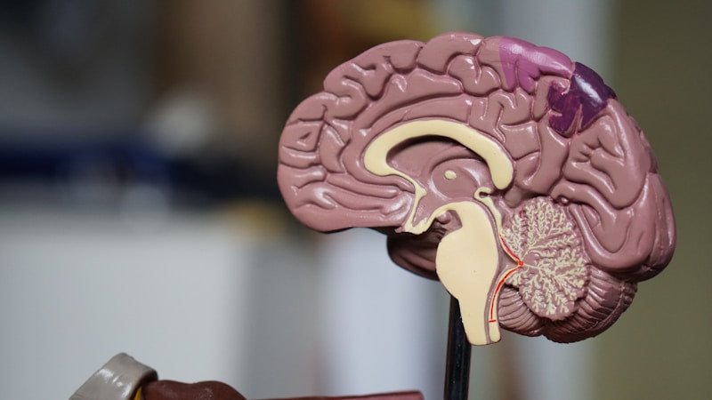 How Digestive Enzymes Work