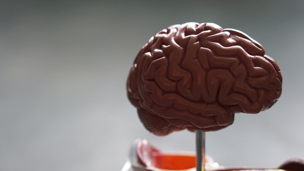 Cortisol And Serotonin Relationship Research
