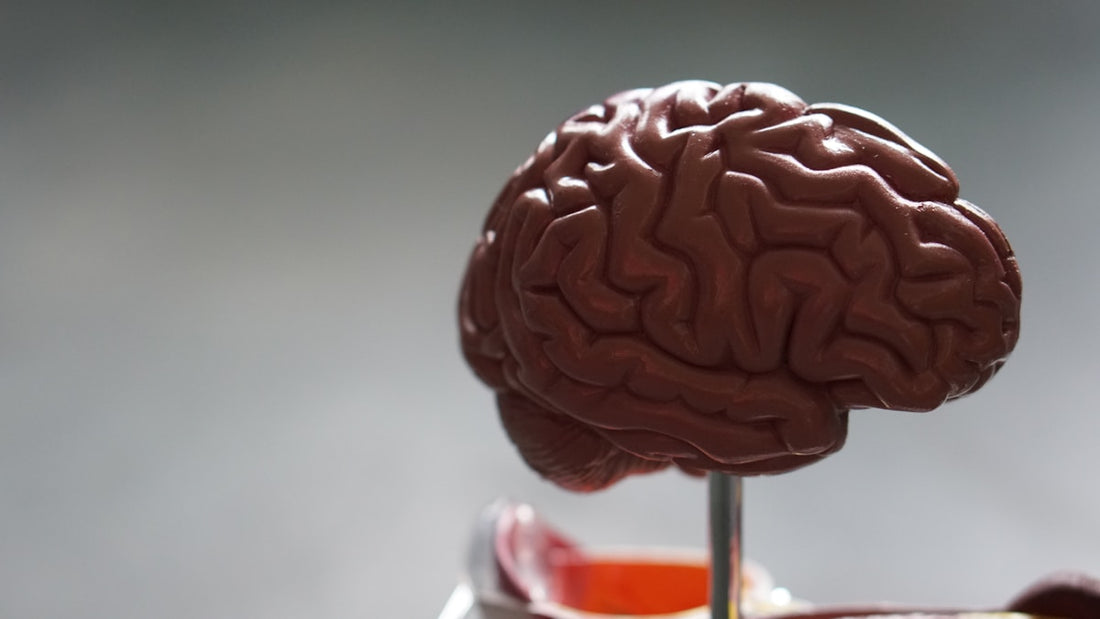 Cortisol And Dopamine Reward System Research