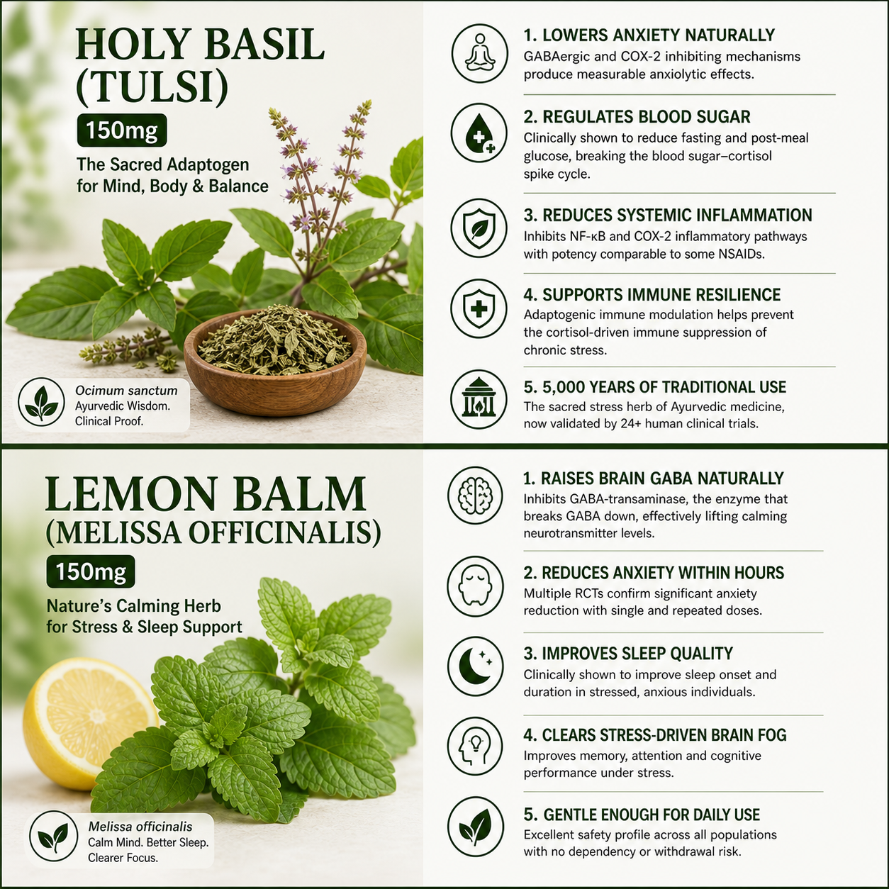 Holy Basil (Tulsi) and Lemon Balm (Melissa Officinalis)