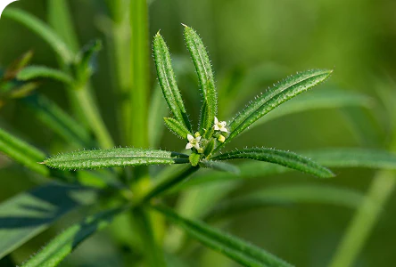 Naturally Derived Ingredients