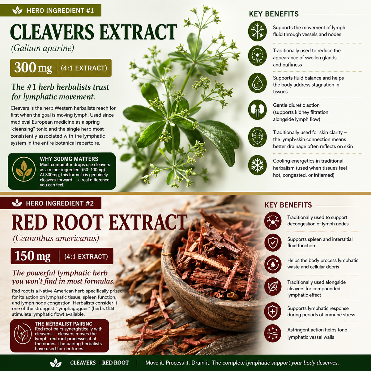 An infographic poster detailing herbal extracts, featuring Cleavers Extract (Gallium aparine) and Red Root Extract (Cannabis sativus). The design includes green botanical illustrations of leaves and stems, text blocks with key benefits, and a central photo of a fresh herbal tincture bottle.