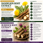 A split informational graphic comparing Dandelion Root Extract and Burdock Root Extract. The top half features Dandelion Root Extract (Taraxacum officinale) with a yellow flower and green leaf icons, while the bottom half features Burdock Root Extract (Arctium lappa) with purple flower buds and purple icons.
