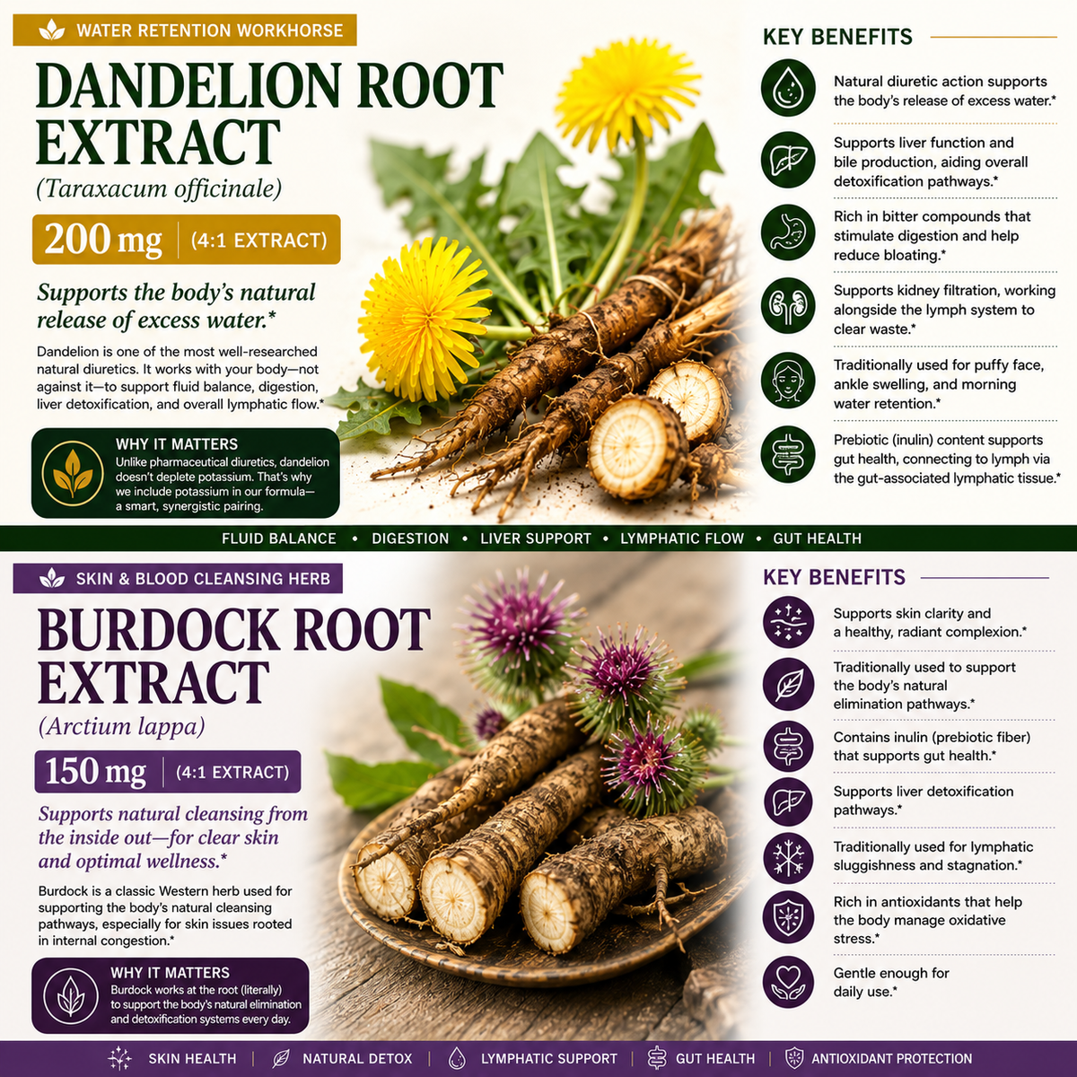 A split informational graphic comparing Dandelion Root Extract and Burdock Root Extract. The top half features Dandelion Root Extract (Taraxacum officinale) with a yellow flower and green leaf icons, while the bottom half features Burdock Root Extract (Arctium lappa) with purple flower buds and purple icons.