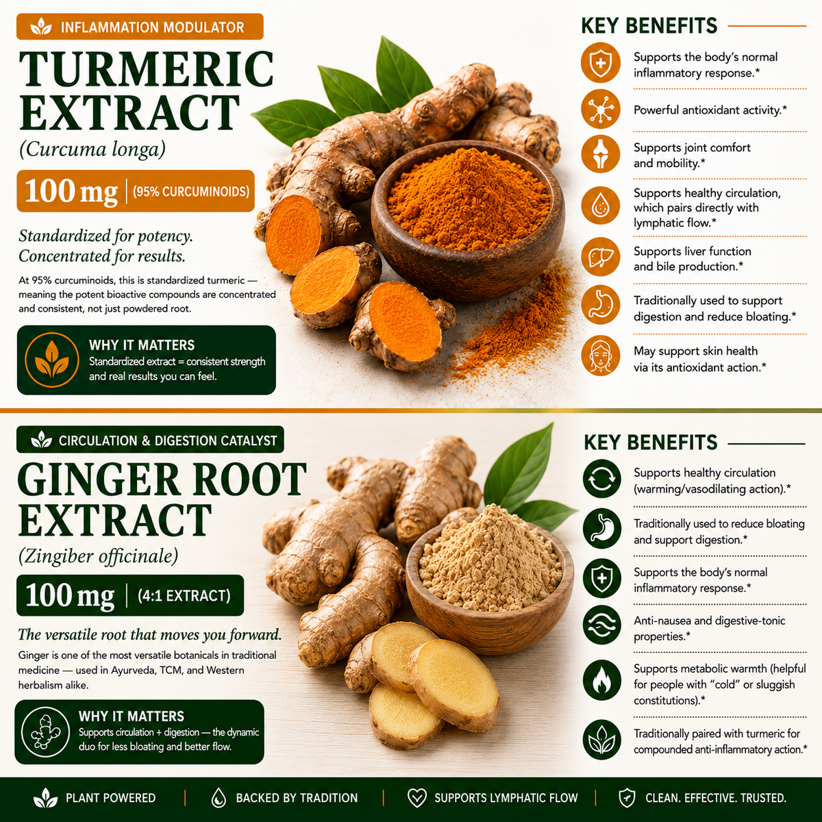 An infographic comparison of two herbal supplement products: Turmeric Extract (Curcuma longa) and Ginger Root Extract (Zingiber officinale). The top half features a vibrant orange turmeric powder in a wooden bowl with green leaves, accompanied by text detailing its 100mg potency and key benefits.