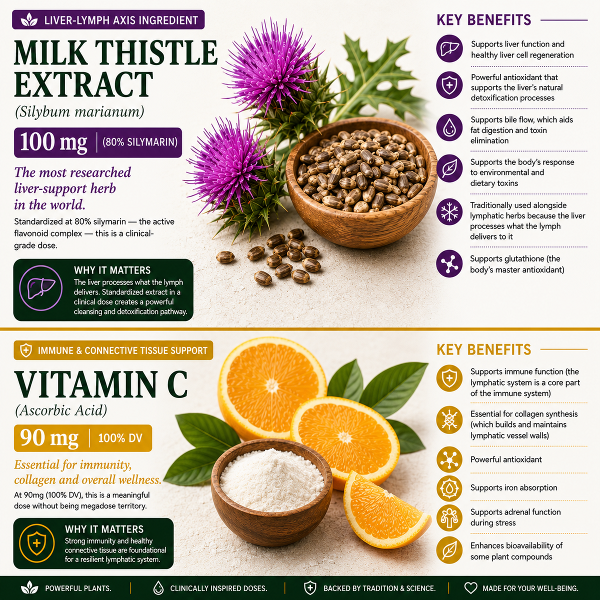 An infographic banner featuring two supplement products: Milk Thistle Extract (Silymarium) and Vitamin C (Ascorbic Acid). The top half is green and titled 'MILK THISTLE EXTRACT', showing purple milk thistle flowers, a wooden mortar and pestle with seeds, and a glass of pale yellow extract.